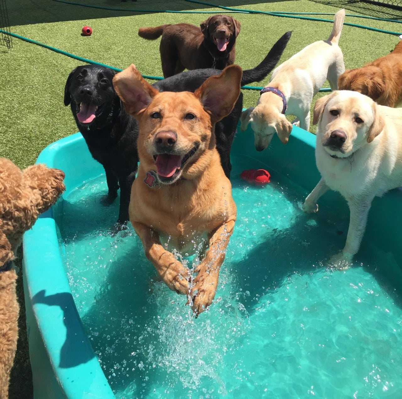 Mount Kisco's Doggie Daycare Celebrates Five Years Of A 'Ruff' Life