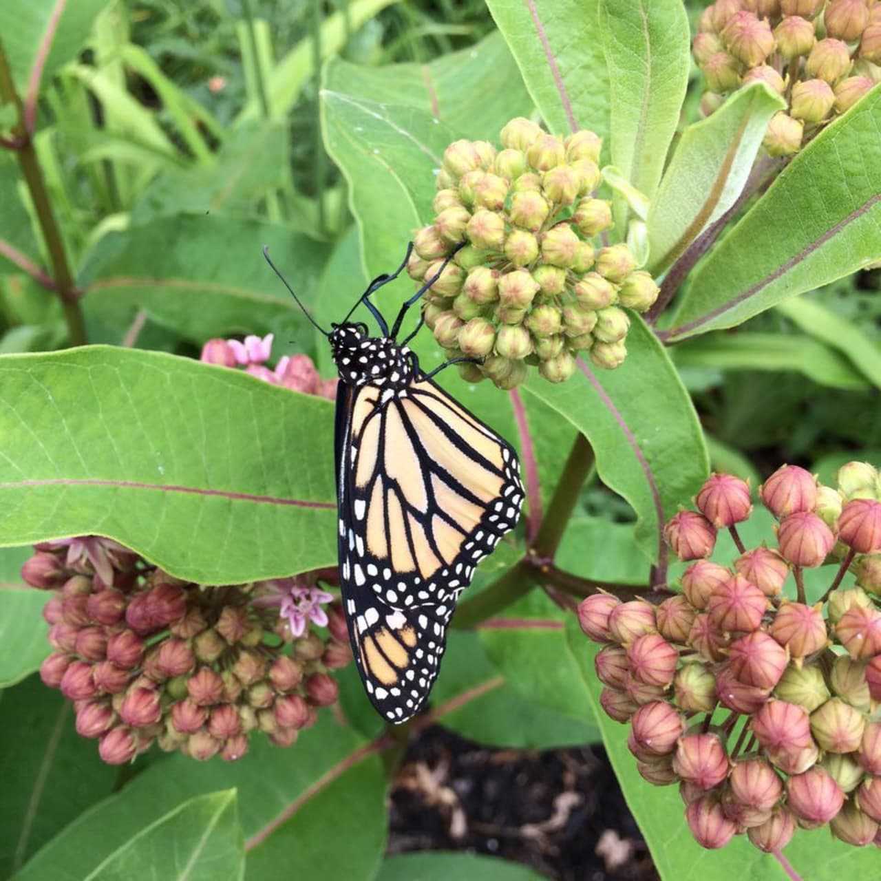 Waldwick Eagle Scout Car Wash Project Will Create Library Butterfly