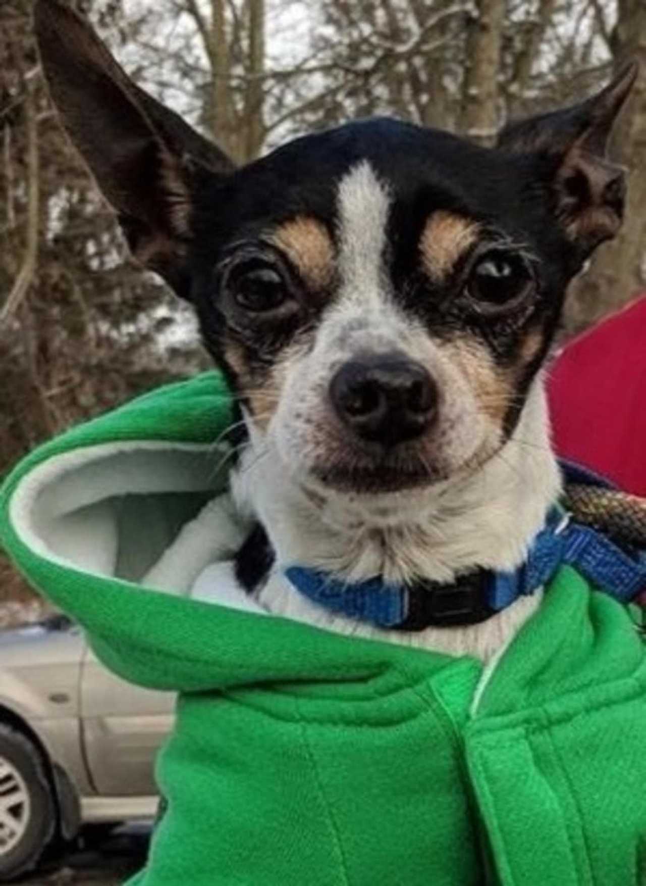 Cash Is SPCA Pet Of The Week Briarcliff Daily Voice Your Local News