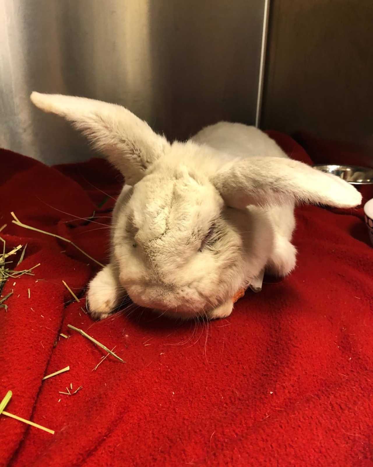 Bunny Abandoned In NJ Junkyard Beats The Odds WyckoffFranklin Lakes