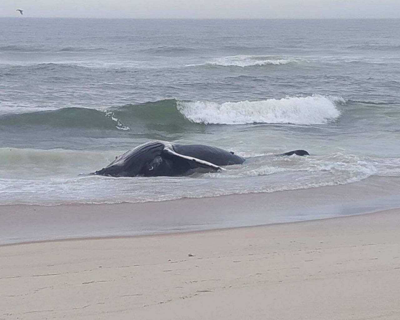 First Dead Whale Of 2024 Washes Up Along Jersey Shore 