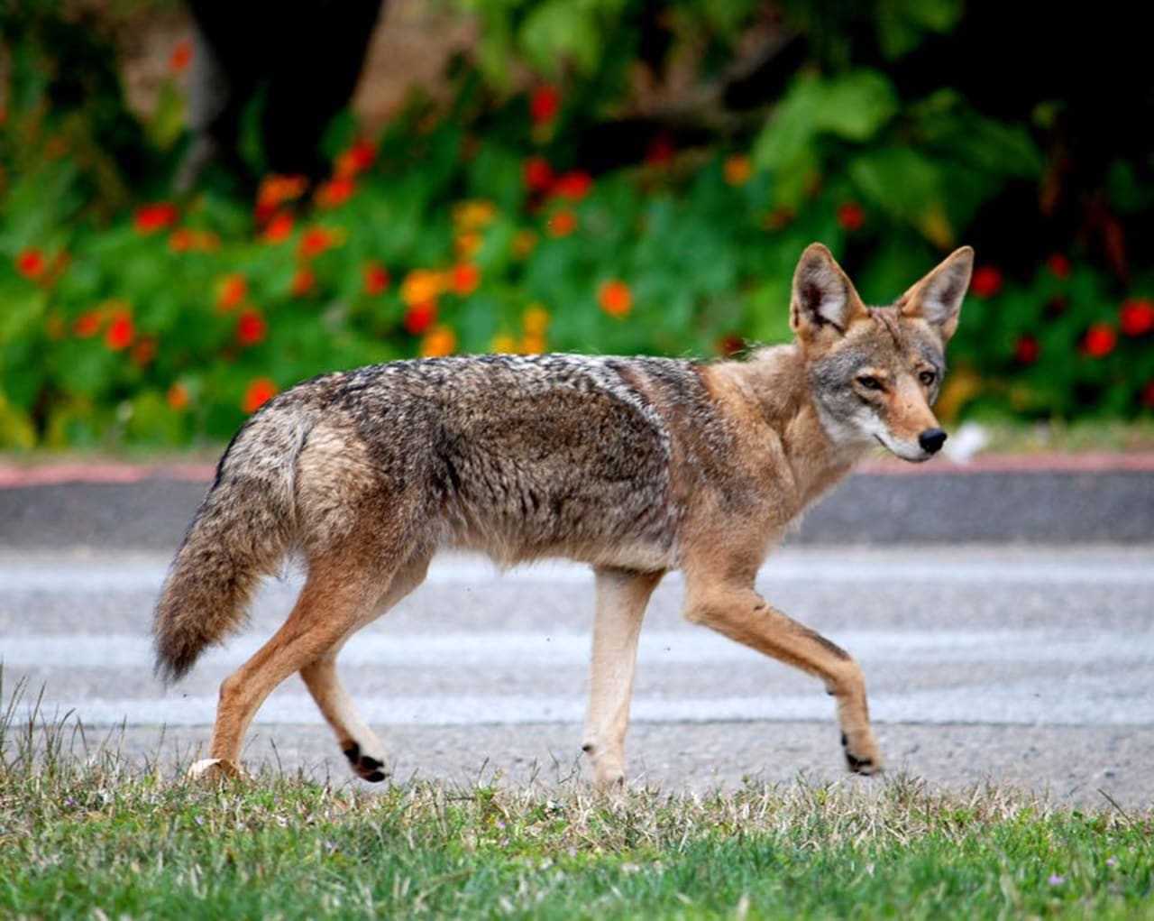 Coyotes, foxes becoming a common sight in residential areas of New Jersey 