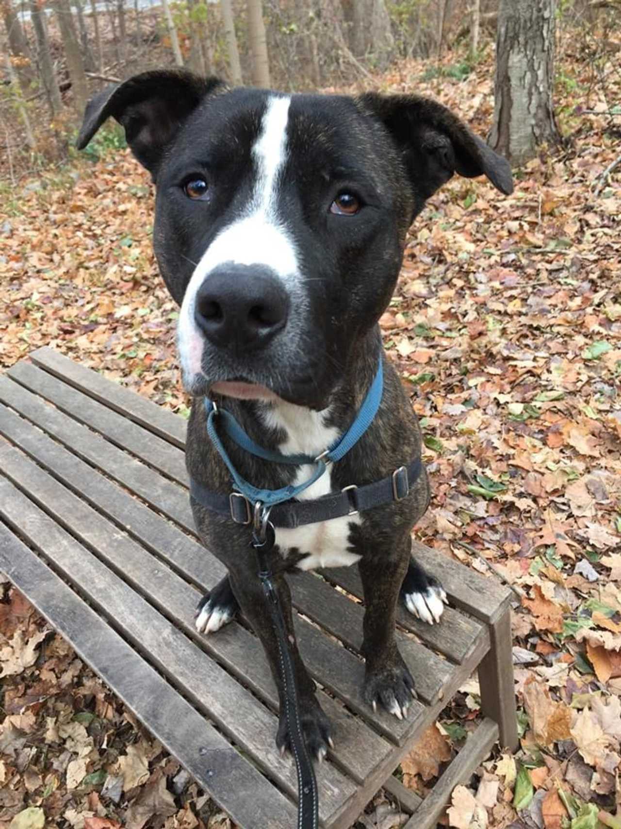 Boost Is SPCA Pet Of The Week Briarcliff Daily Voice