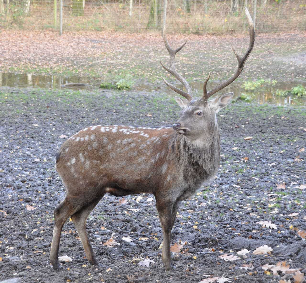 New york store deer