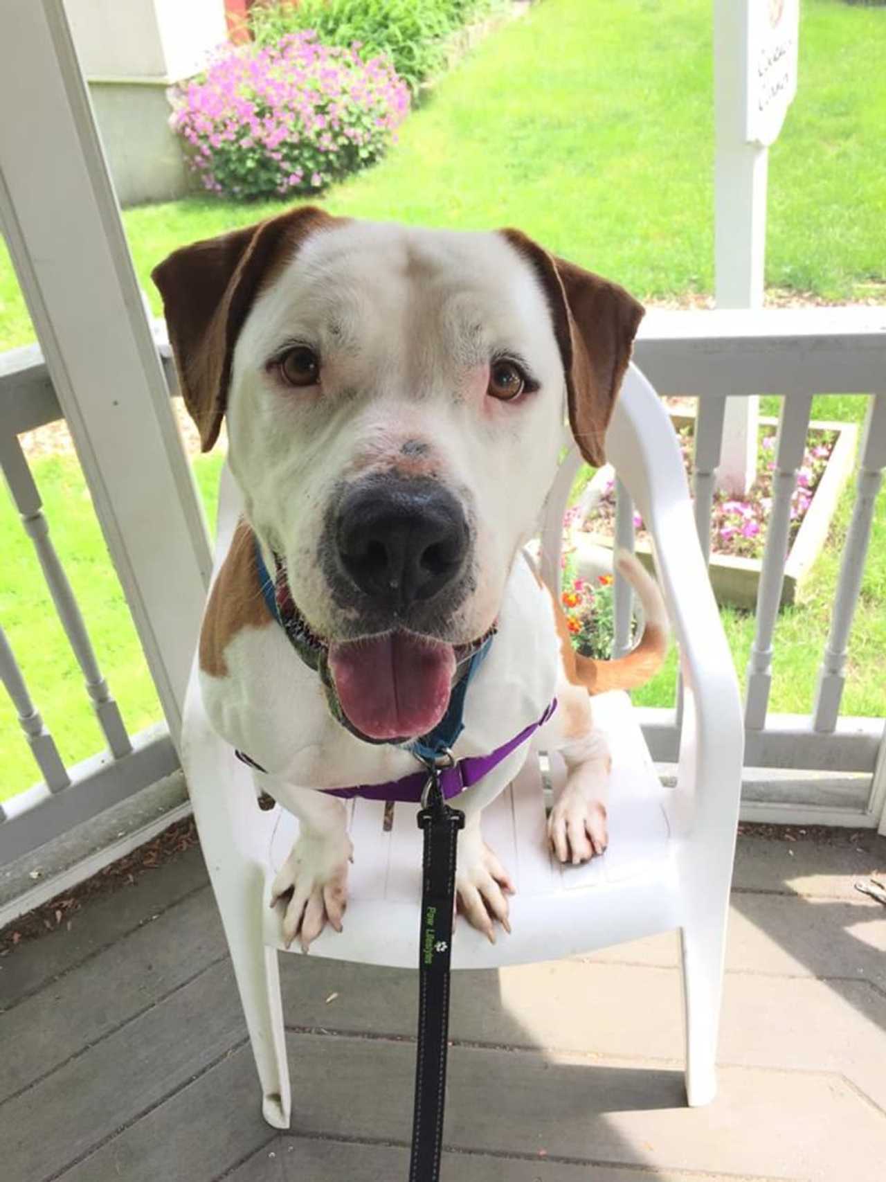 Chico Is SPCA Pet Of The Week Briarcliff Daily Voice Your Local