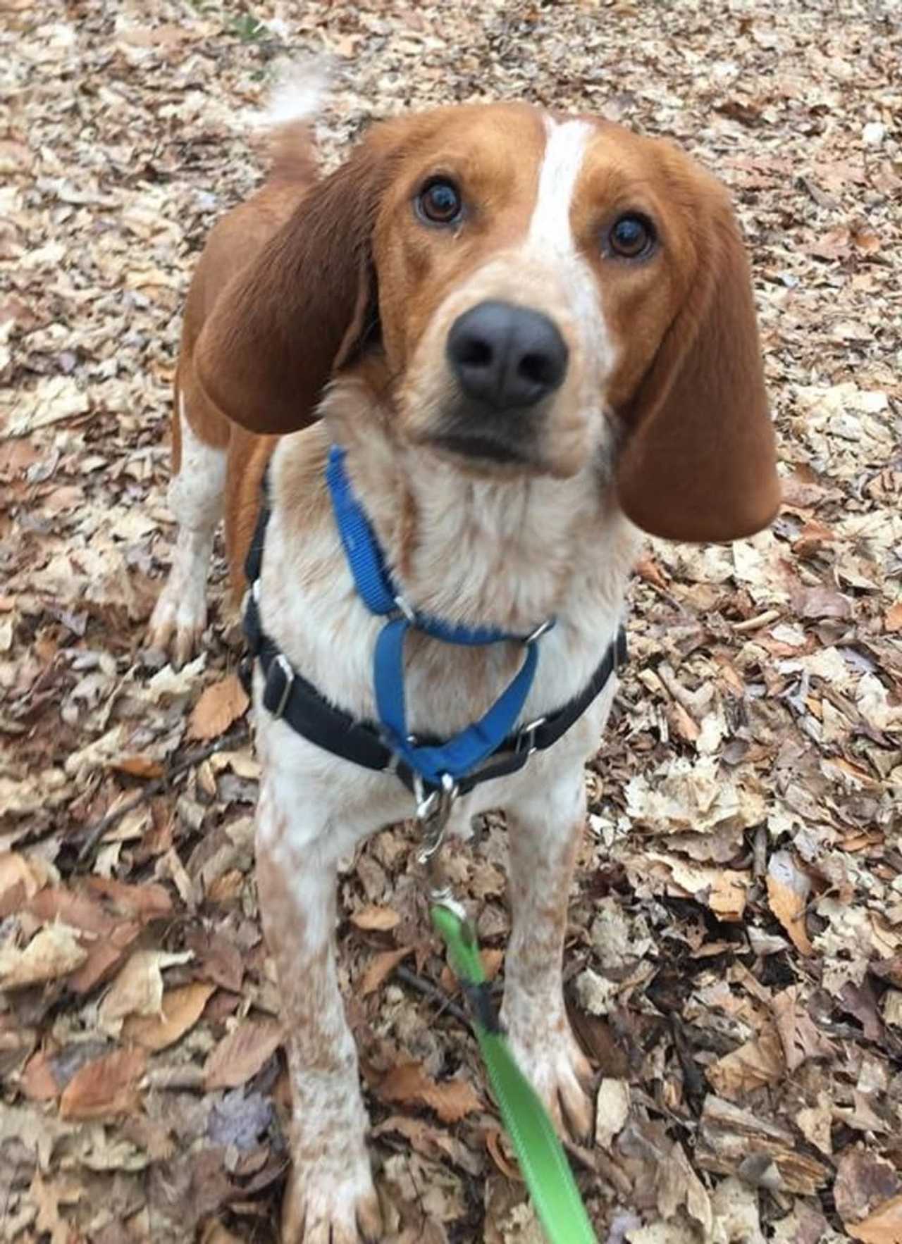 Cooper Is The SPCA Of Westchester's Pet Of The Week Briarcliff Daily