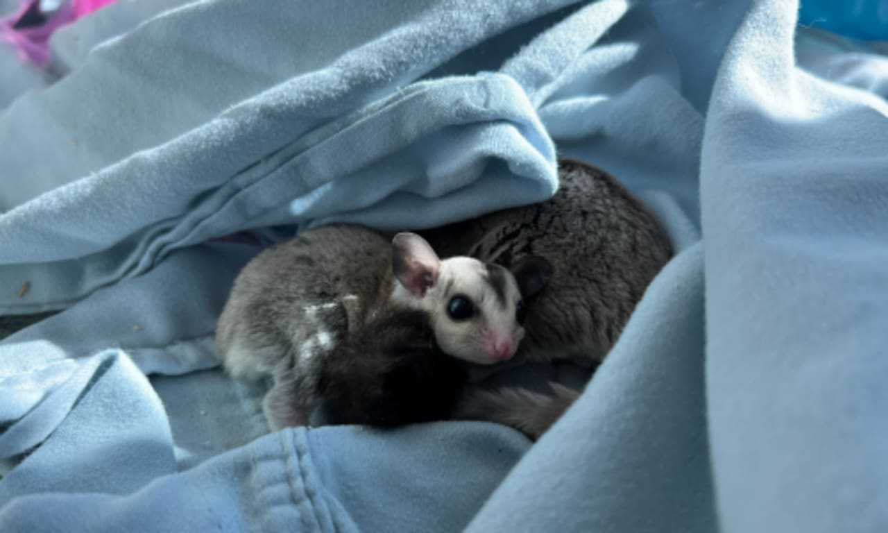 Sugar Gliders Swoop Into Methuen Receive More Than 800 Adoption