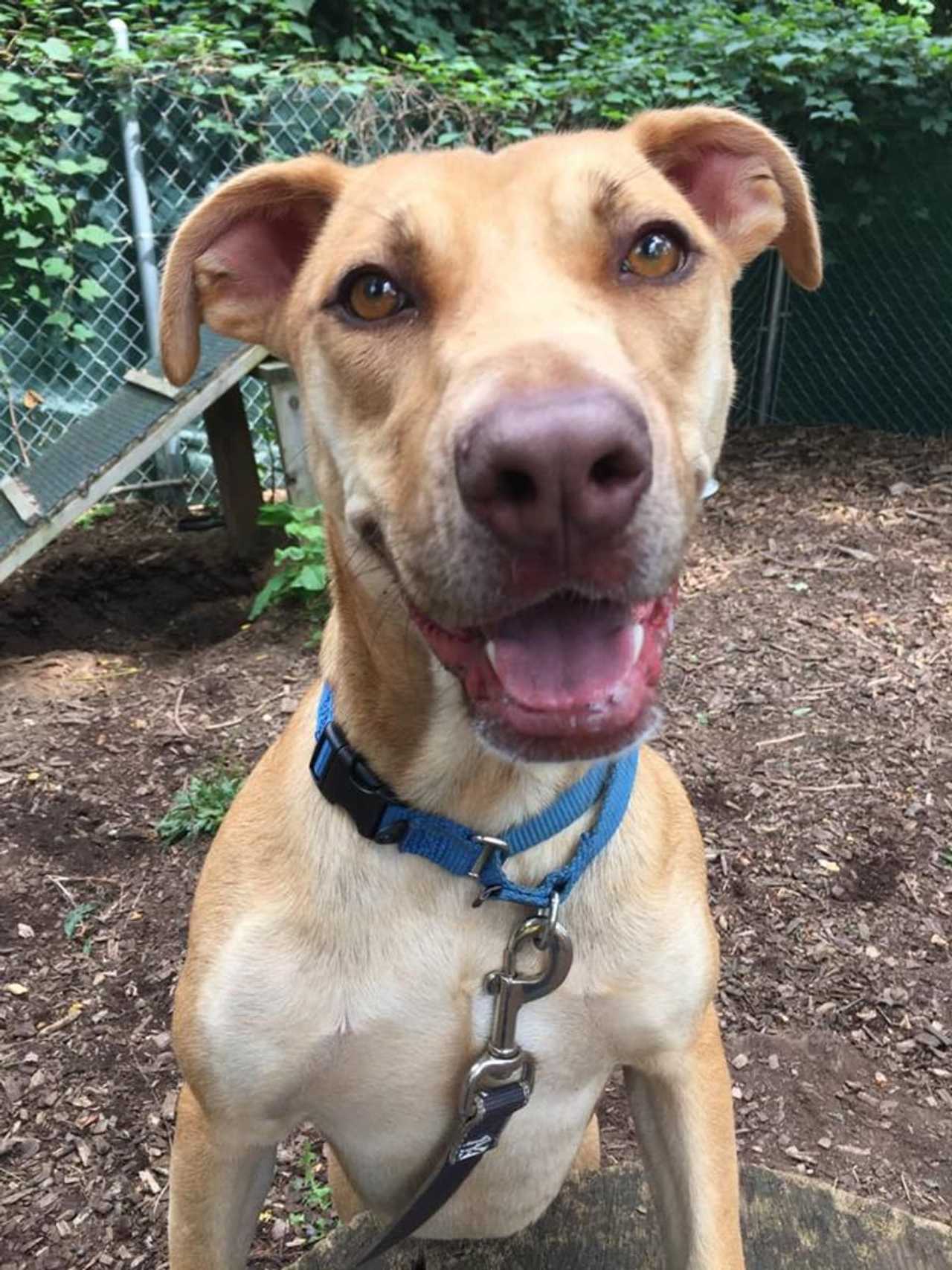 Dinky Is SPCA Pet Of The Week Briarcliff Daily Voice Your Local