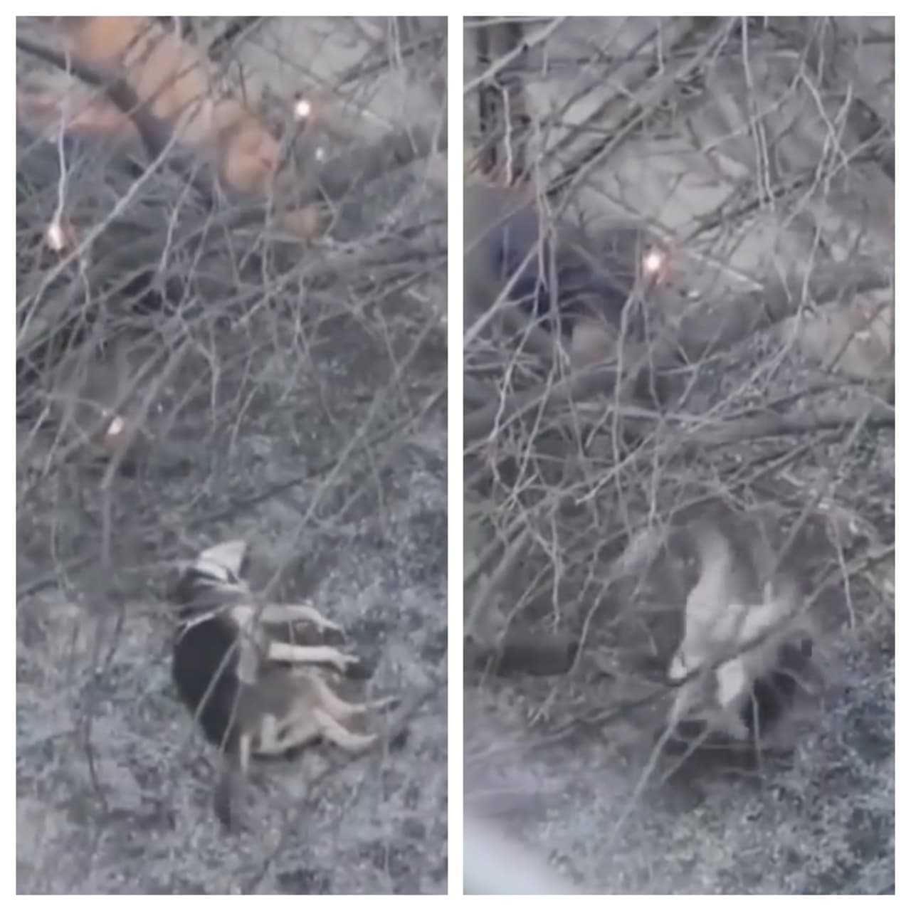 Viral Video Prompts Animal Cruelty Investigation In Rahway (Disturbing