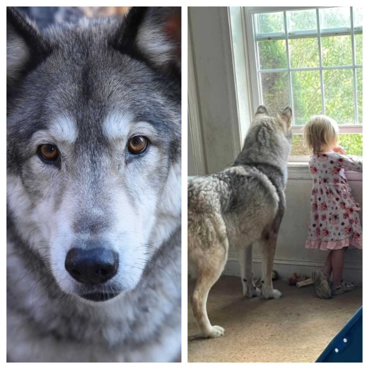 Hunter Mistakenly Kills Berks Family's Wolf-Like Dog | Berks Daily