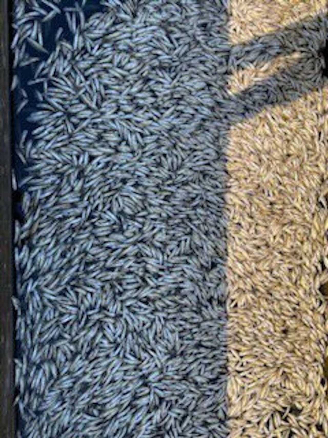 Thousands Of Trout Found Killed At Hagerstown Fish Hatchery Maryland