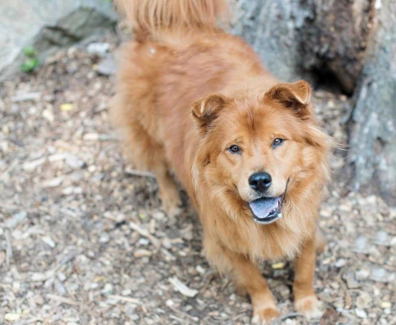 Gracie Is SPCA Pet Of The Week Briarcliff Daily Voice Your Local