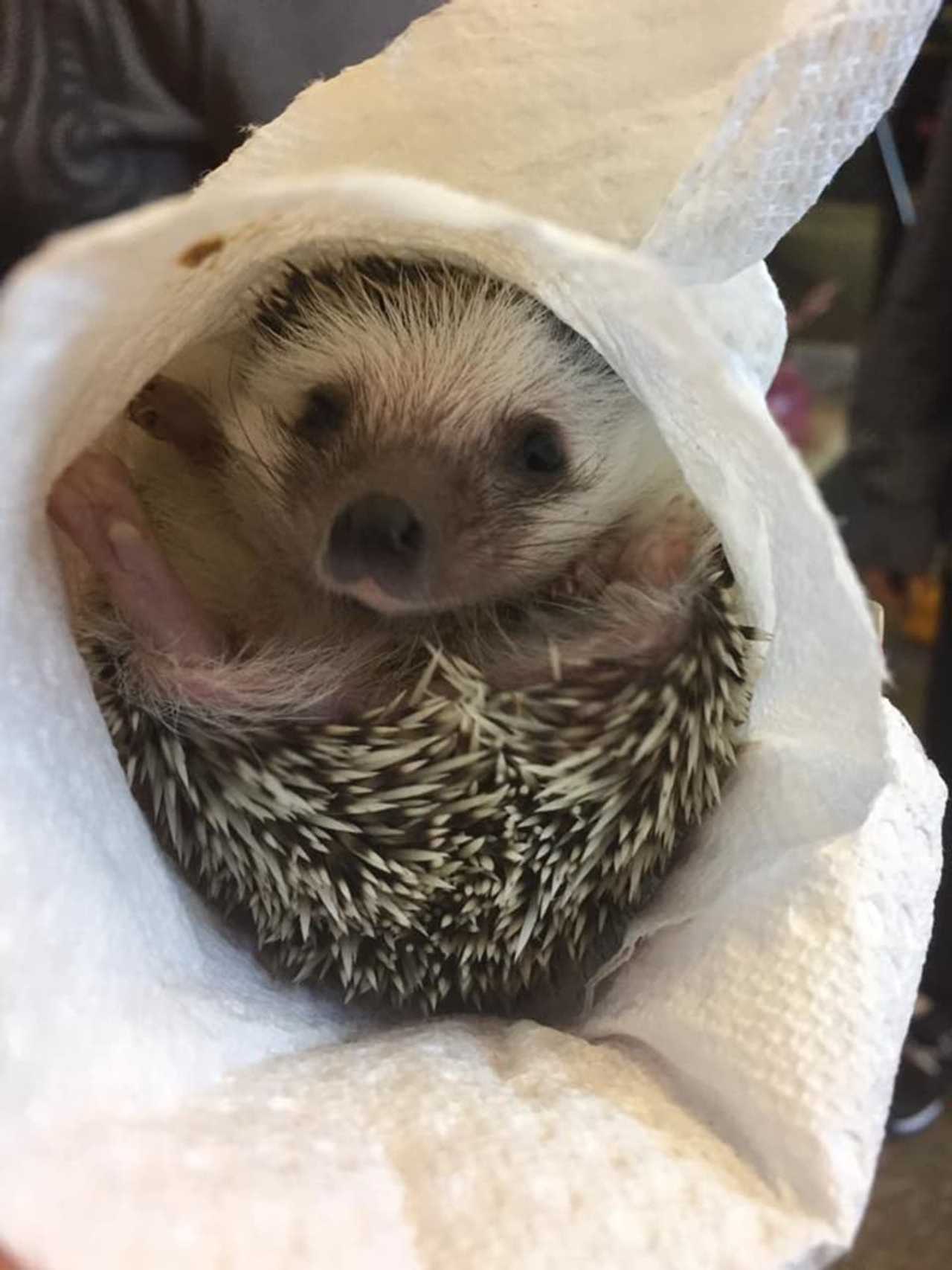 Lodi Store Finds New Homes For Hedgehogs, Other Exotic Pets GarfieldLodi Daily Voice Your