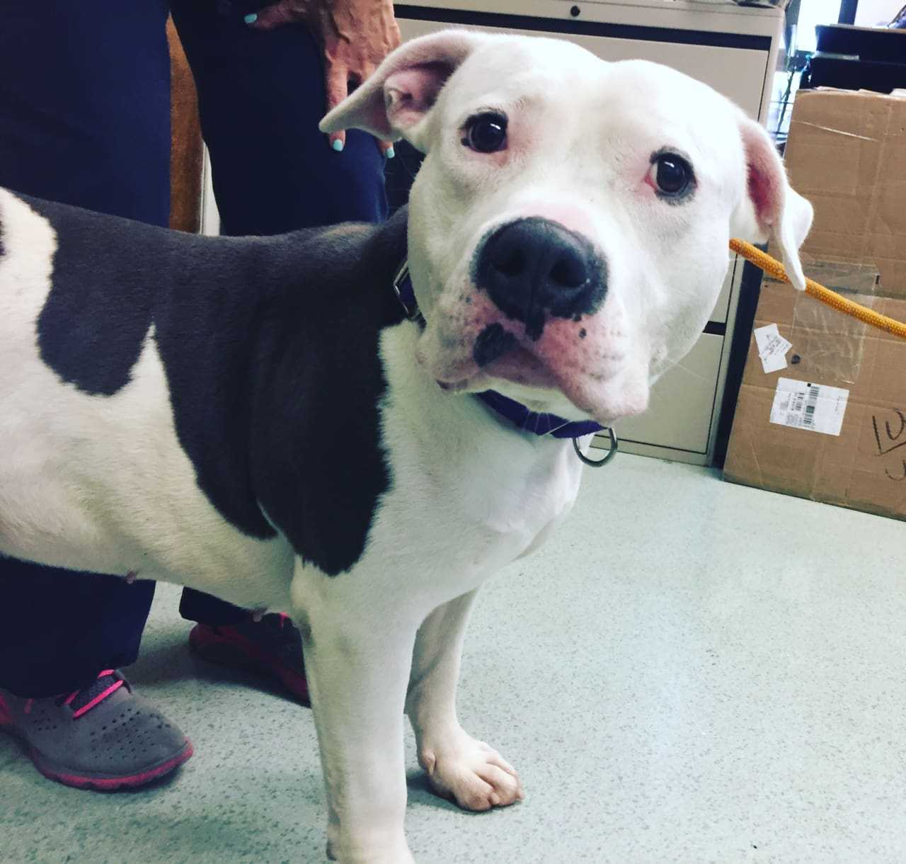 Homeless Bergen Pittie Gets To Be Dog Again; Now All She Needs Is A