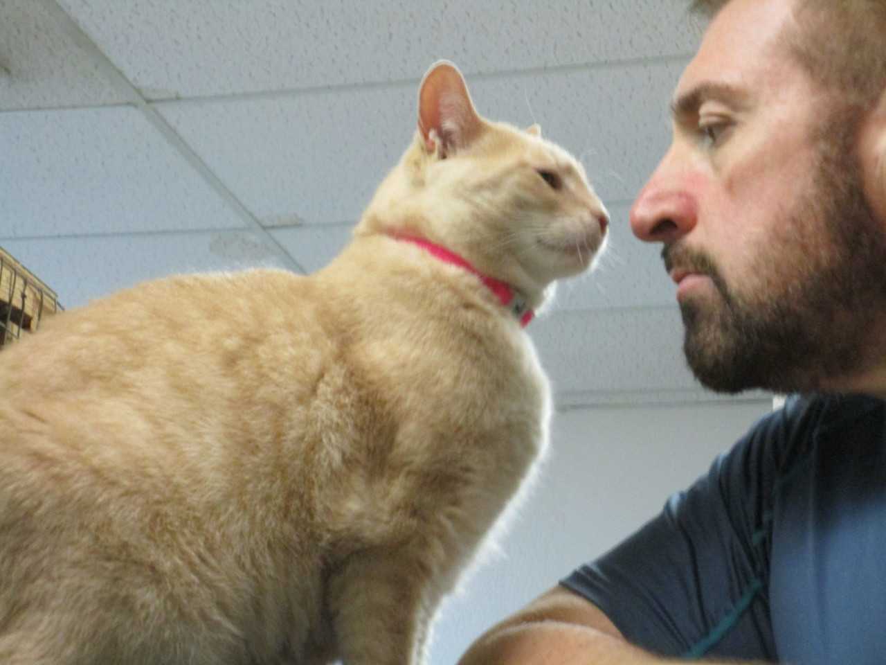 Pompton Lakes Shelter Patches Together Home For Cats North Passaic