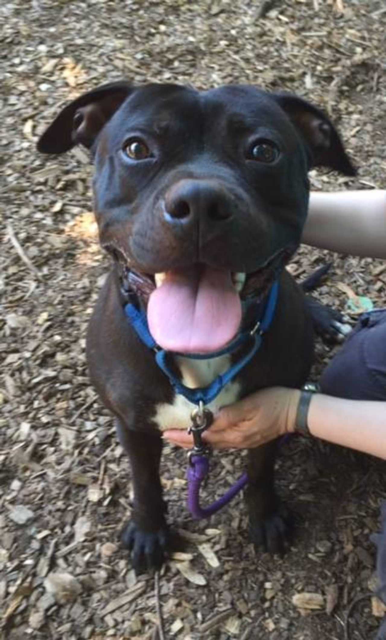 Jeffrey Is SPCA Pet Of The Week Briarcliff Daily Voice Your Local