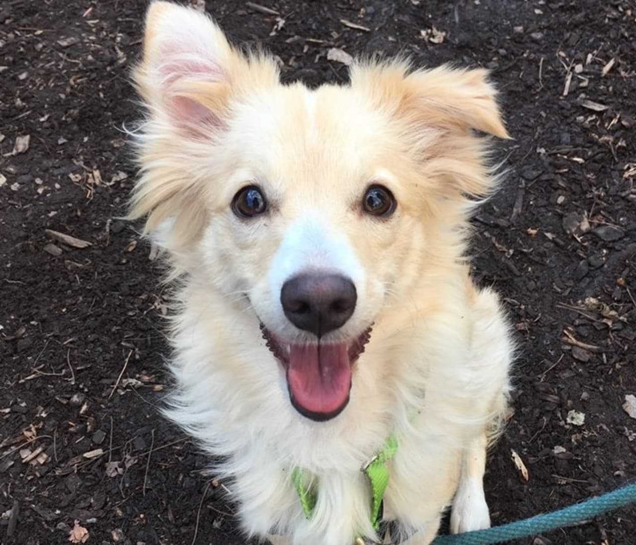 Lacey Is SPCA of Westchester's Pet Of The Week Briarcliff Daily Voice