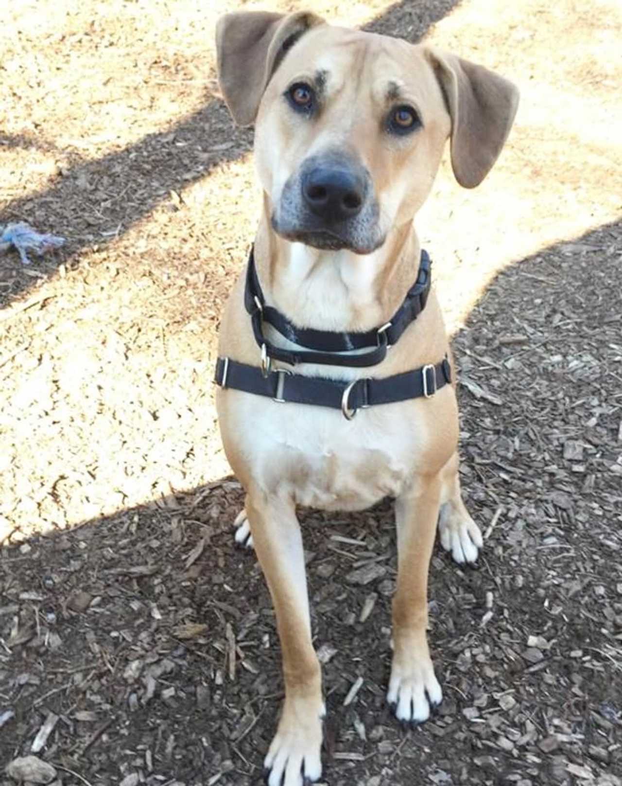 Leon Is SPCA Of Westchester's Pet Of The Week Briarcliff Daily Voice