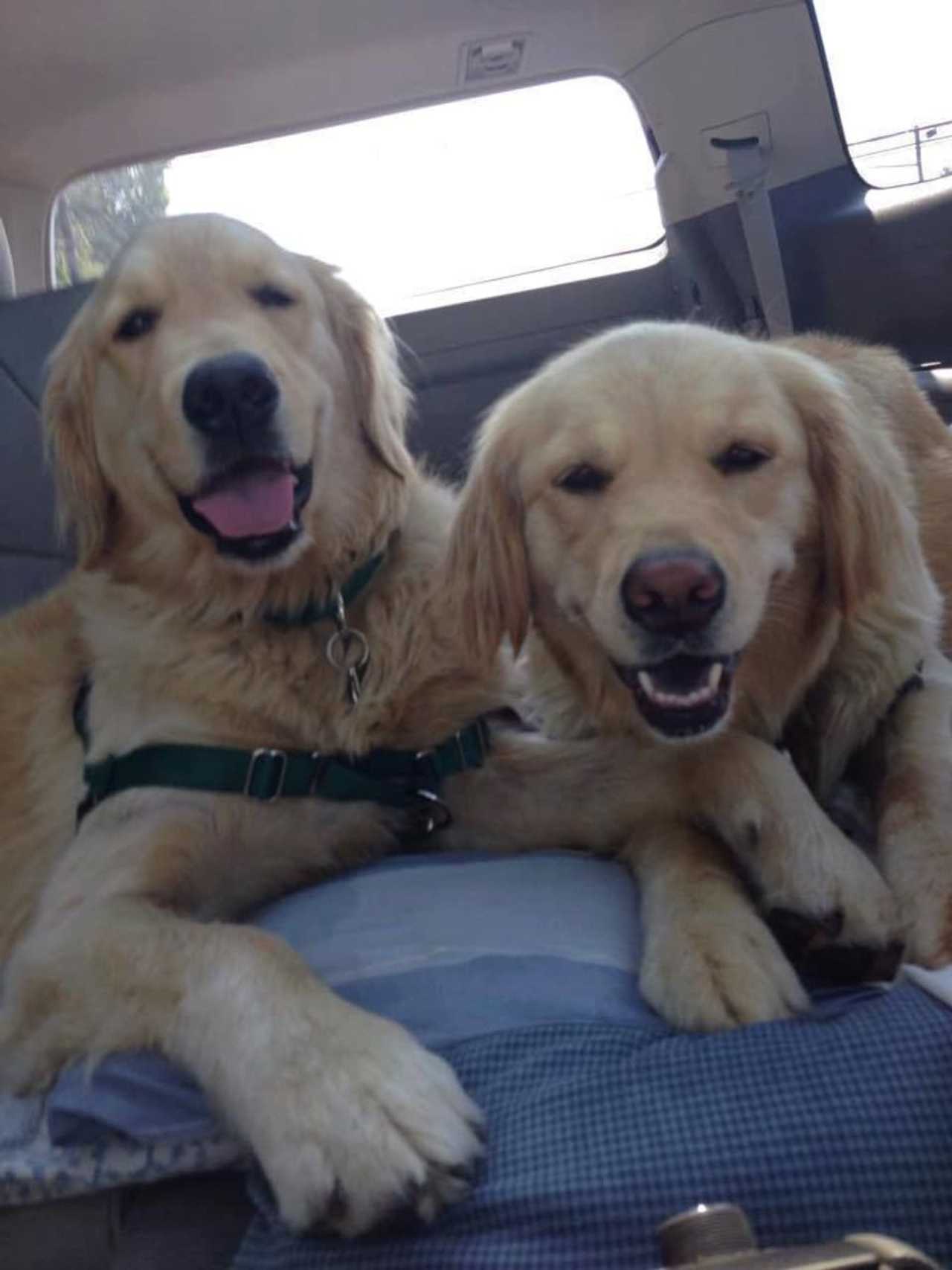 Hasbrouck Heights Service Dog Among 15 Pups ‘Who Changed The World