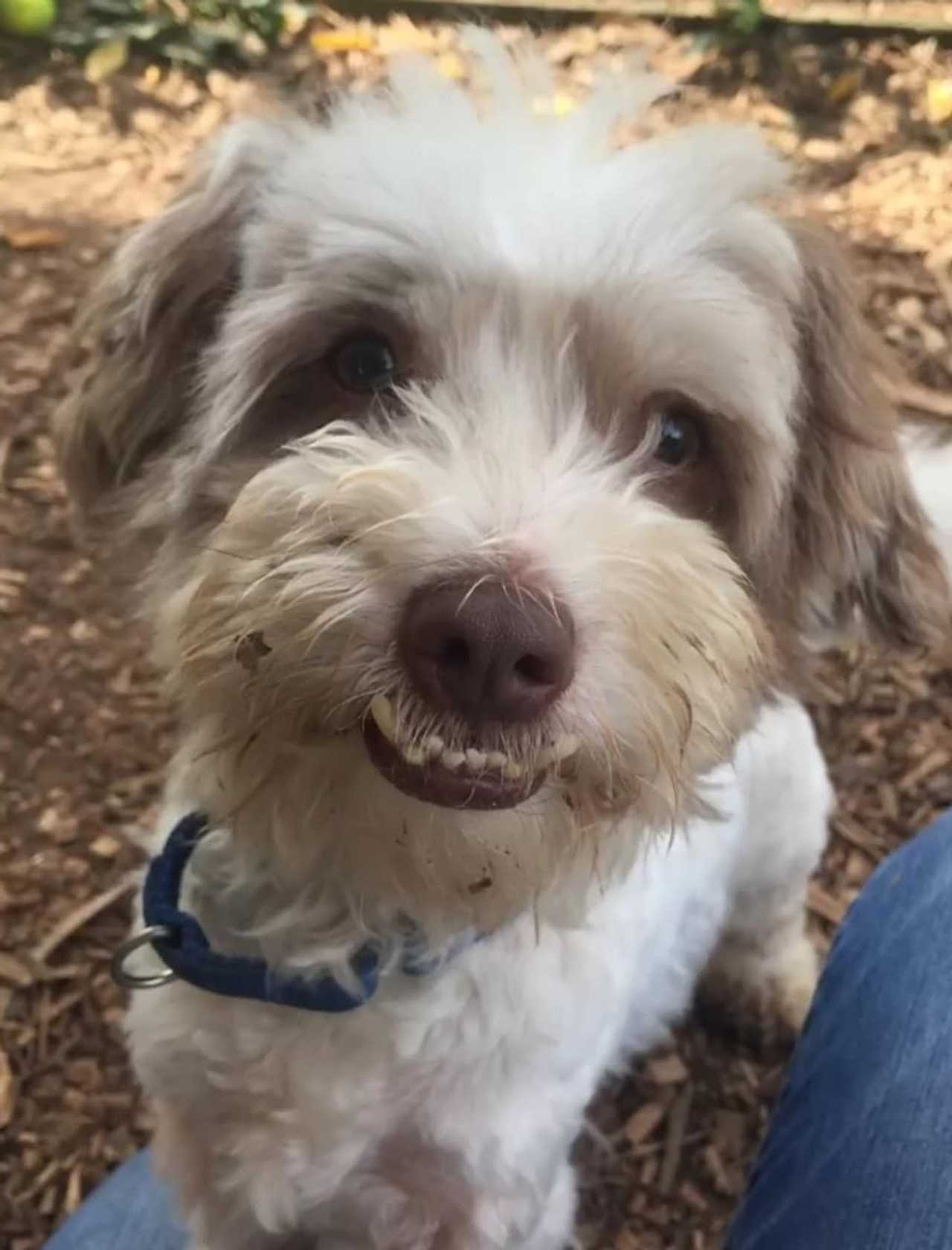 Lucas Is SPCA Pet Of The Week Briarcliff Daily Voice Your Local