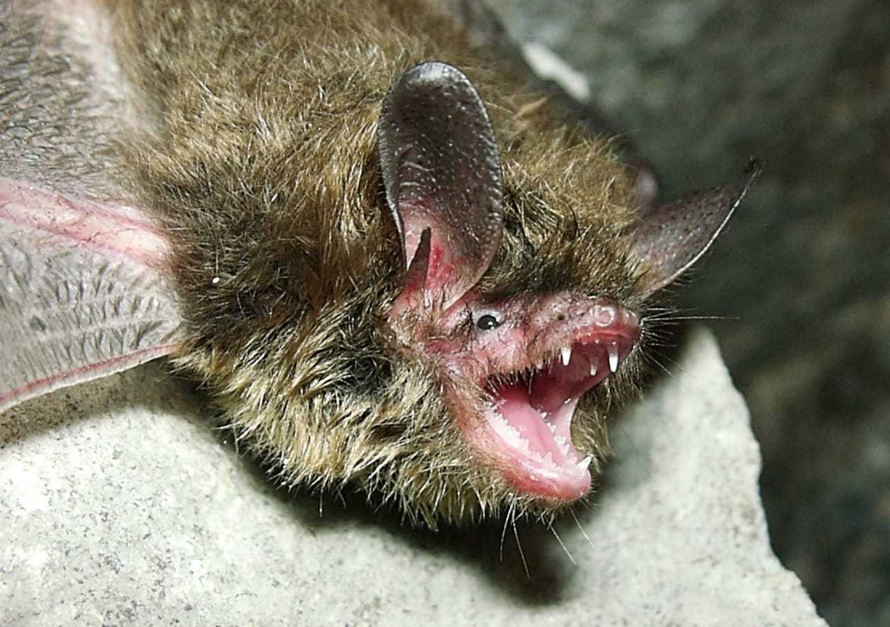 Bat Population Ravaged By Fungus Listed As 'Endangered' By US Fish And