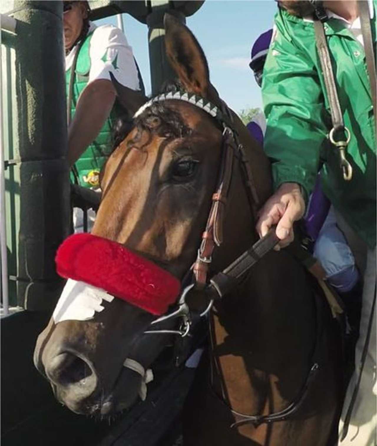 Who Will Win The Preakness? Nyquist Goes For Second Victory In Triple