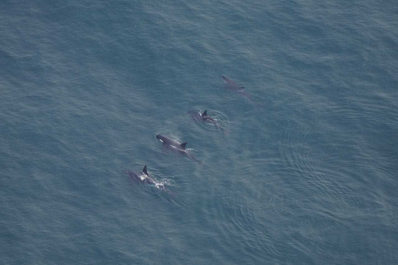 Rare Sighting: 4 Killer Whales Seen Swimming Together In Nantucket ...