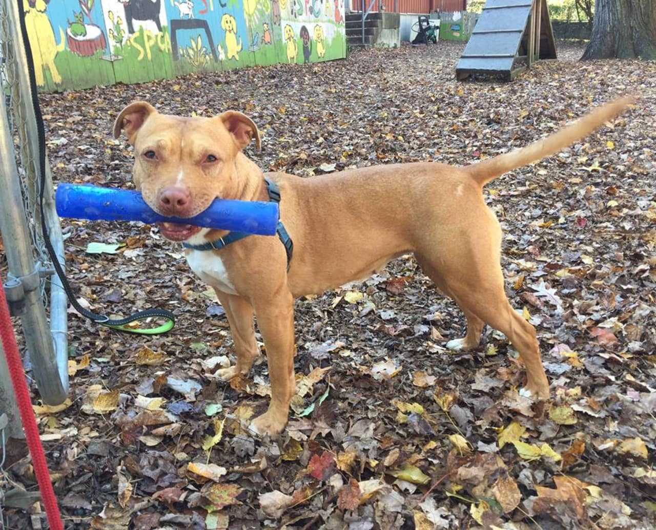 Princess Is SPCA Pet Of The Week Briarcliff Daily Voice Your Local