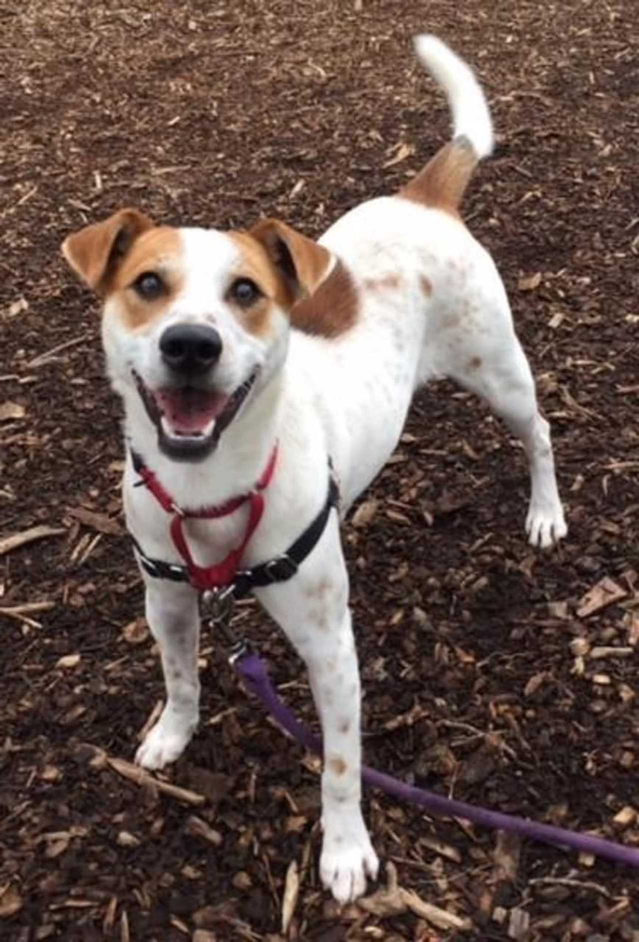 Rusty Is SPCA Pet Of The Week Briarcliff Daily Voice