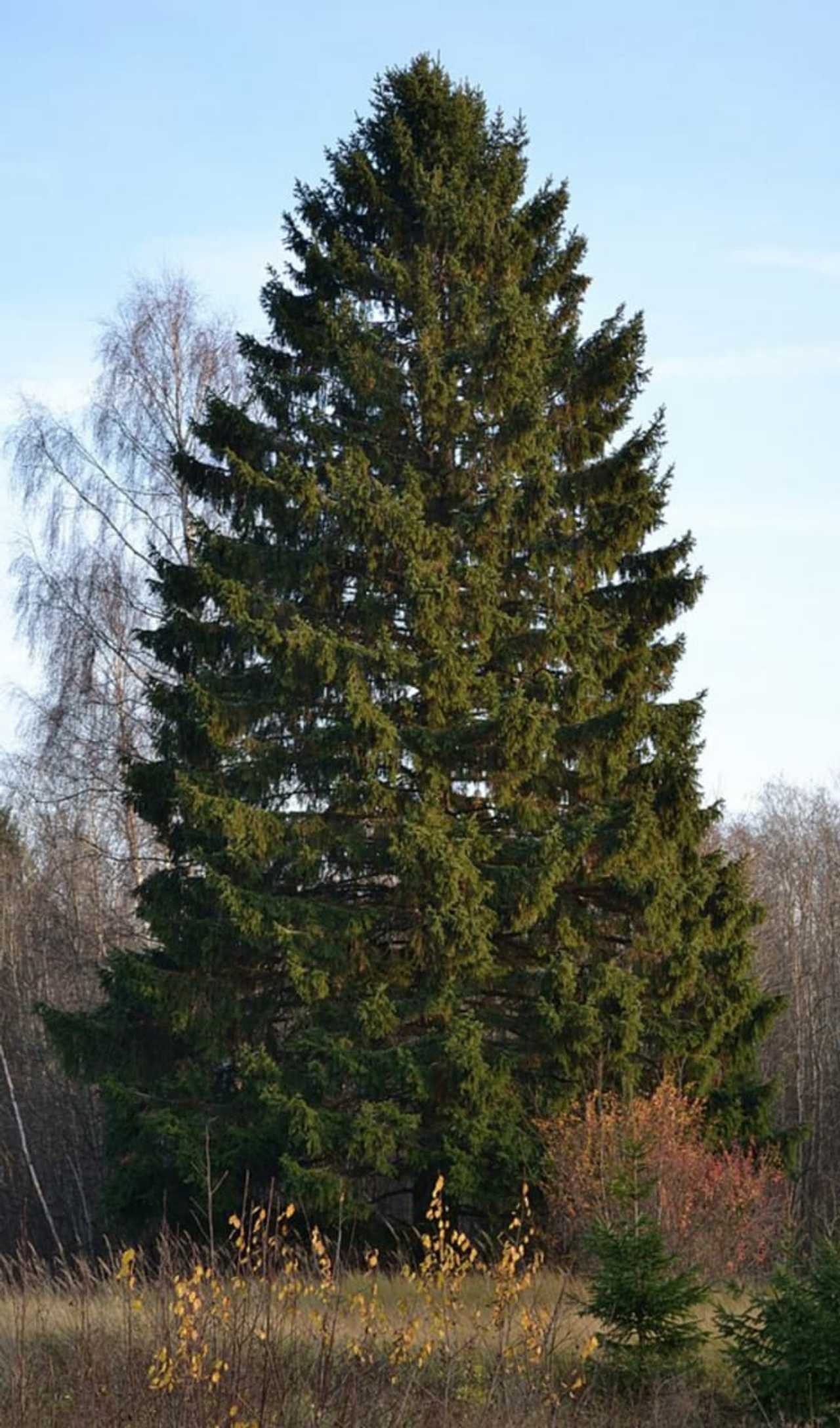 Orangeburg Norway Spruce Chosen For Christmas Tree At NYC's Bryant Park