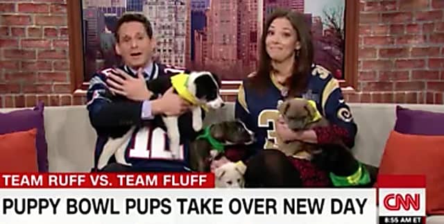 Video: Animal Planet Puppy Bowl Contestants From Danbury Animal Welfare  Society Featured On CNN | Danbury Daily Voice