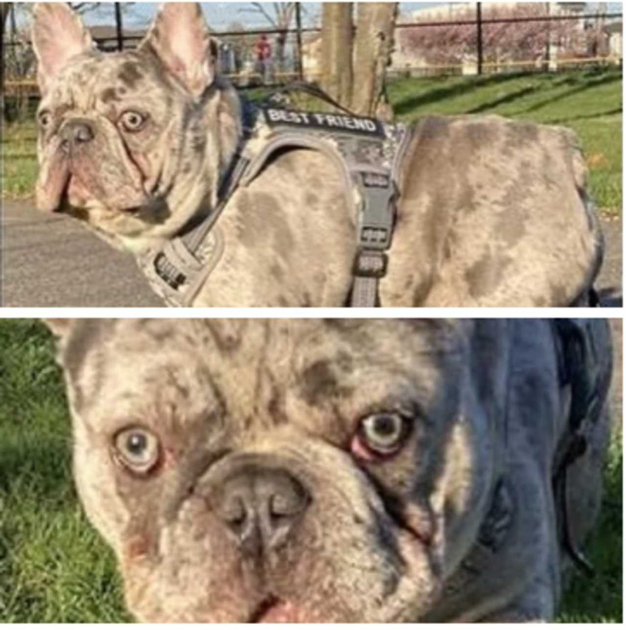 Gloved Men Snatch Frenchie From Boy During Walk In Newark Police