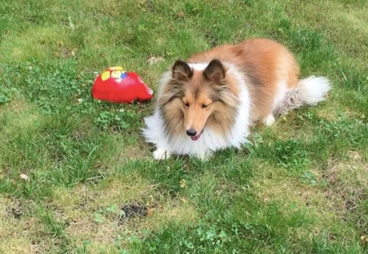 Somerset shelties hotsell