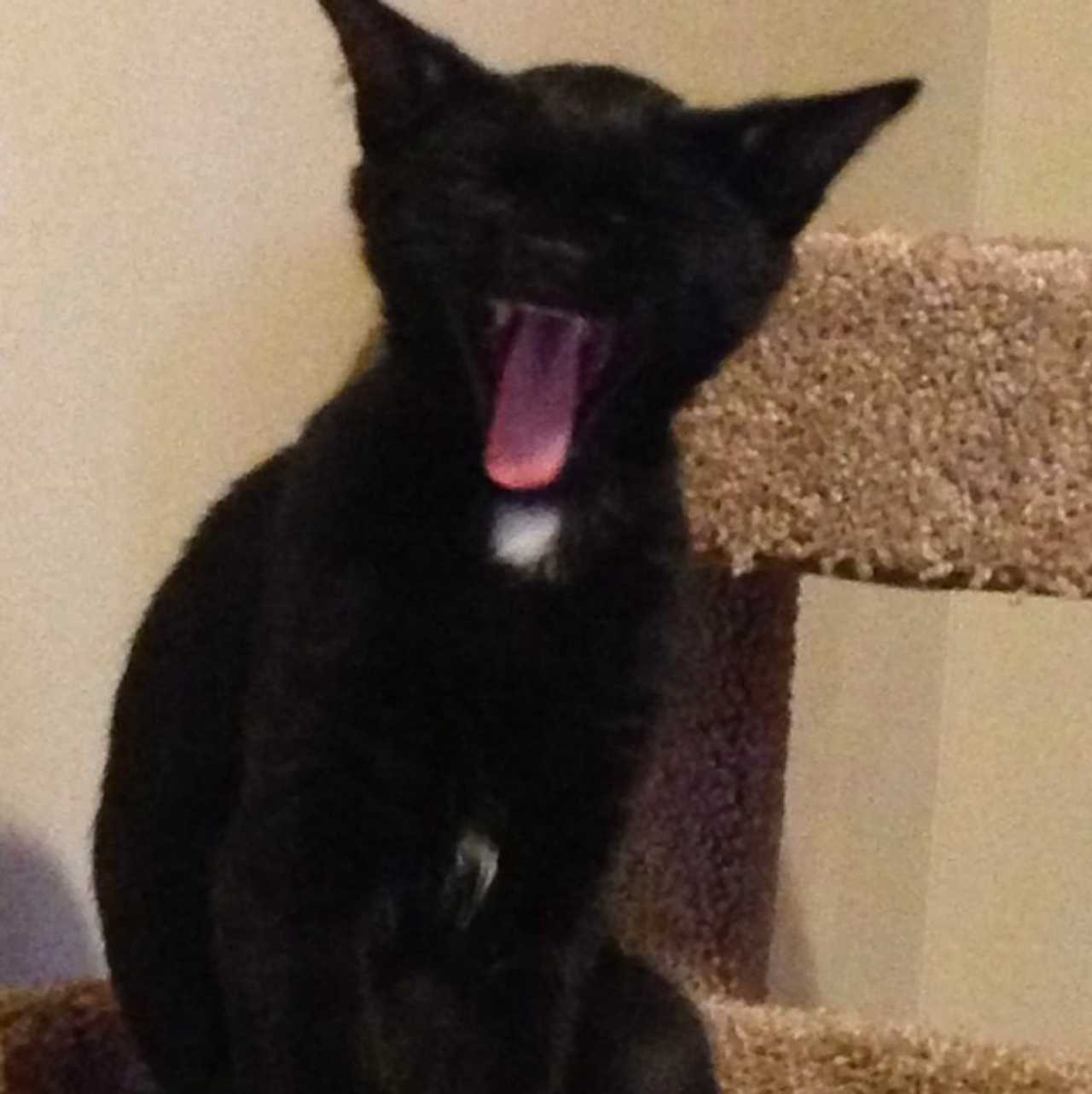 Health Officials Warn Of Possible Rabies Exposure From Cat In Harford