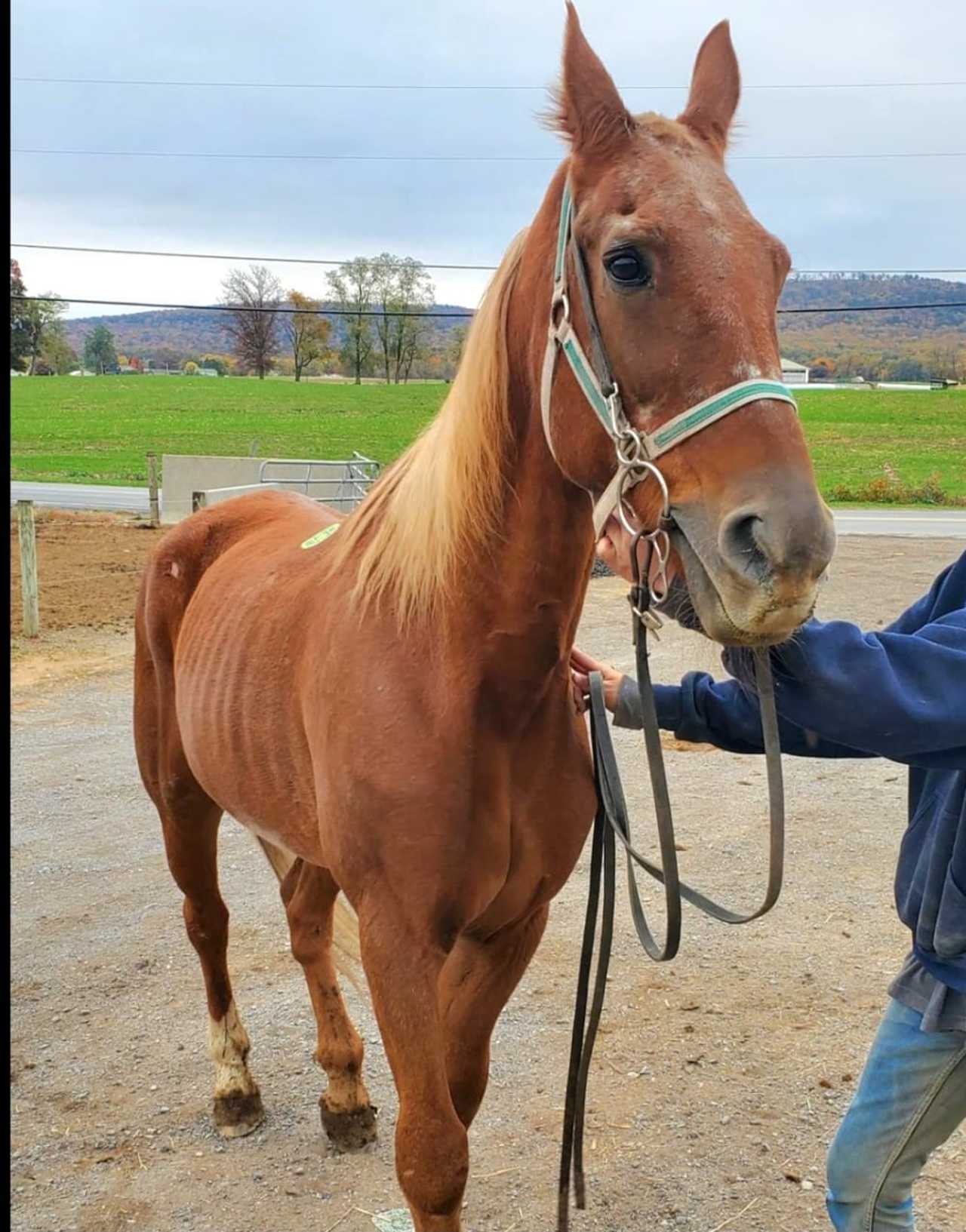 NJ Horse Shot To Death In PA State Police Say Hackensack Daily Voice
