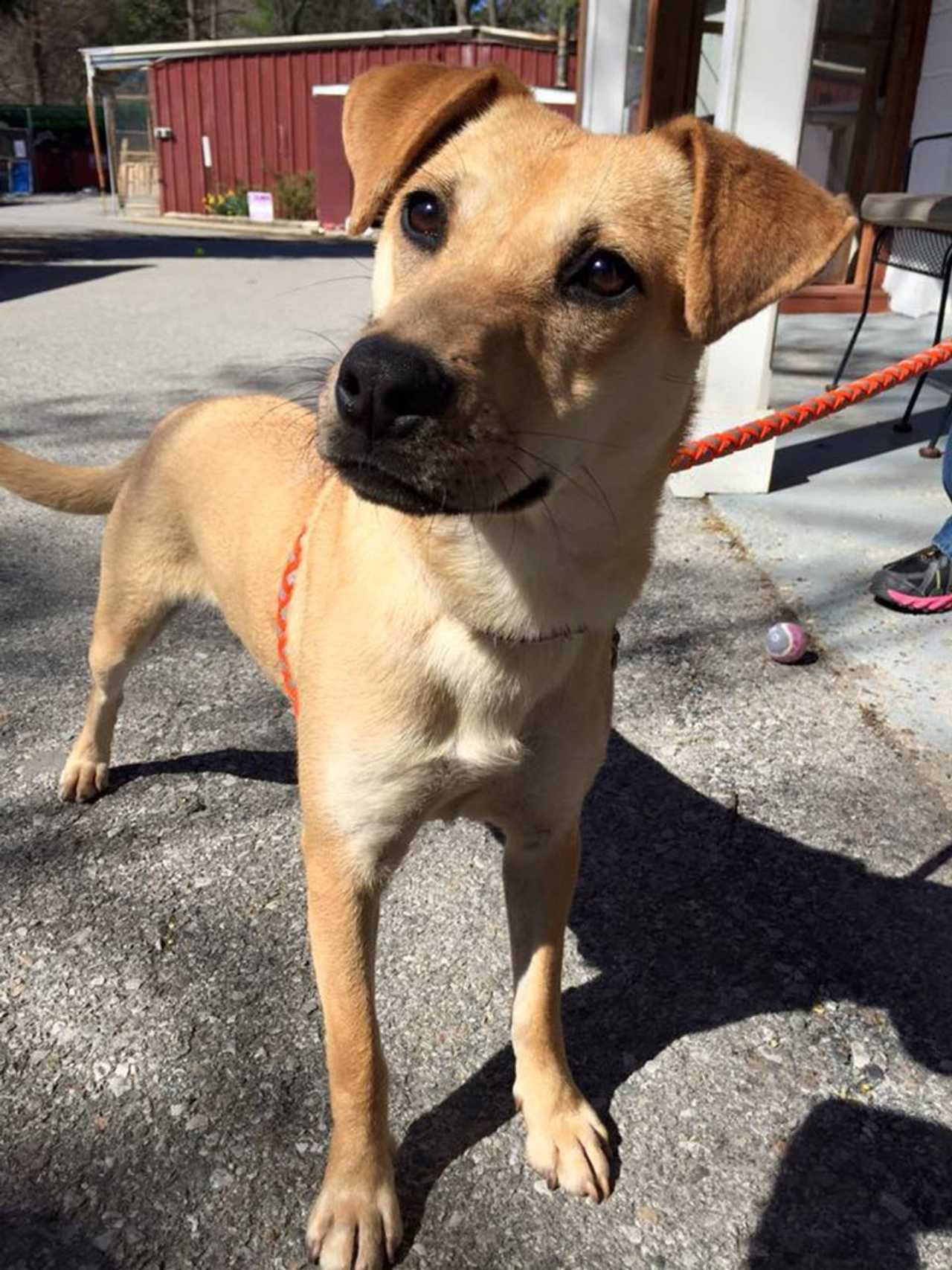 Sunny Is The SPCA Of Westchester's Pet Of The Week Briarcliff Daily