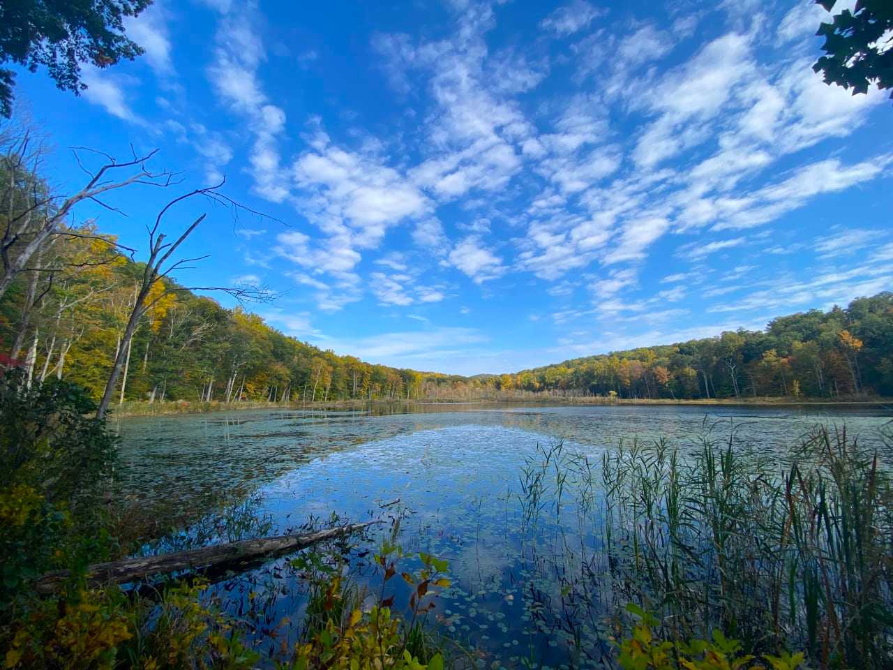 174Acre Wilderness That Includes 'Great Swamp' To Be Protected In