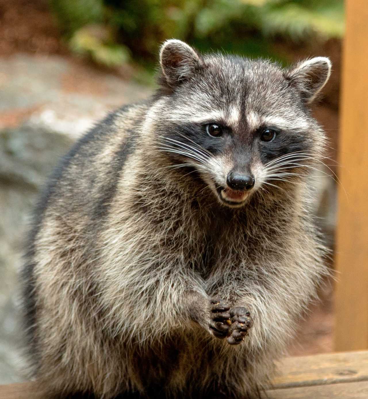 More Rabid Raccoons Found In Boston | Norfolk Daily Voice