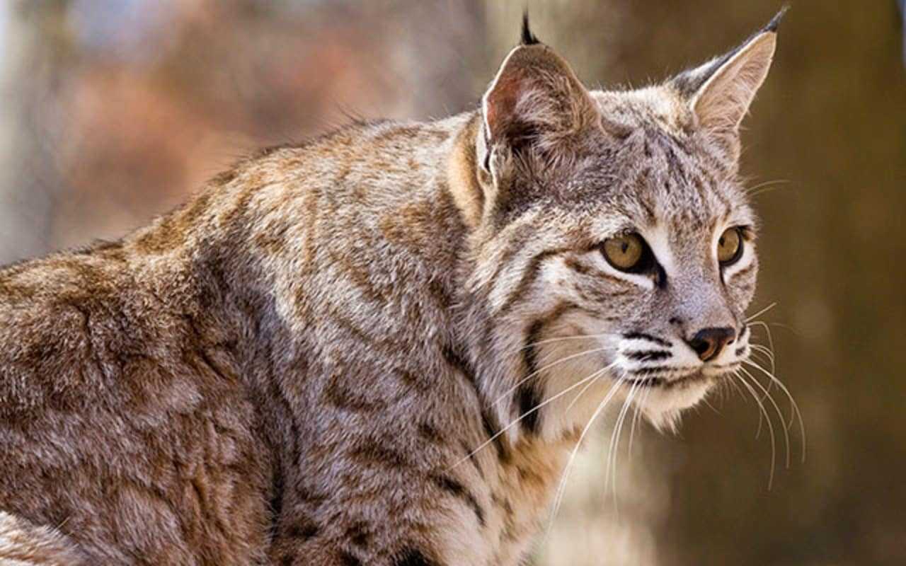 Saving Endangered Bobcats in New Jersey