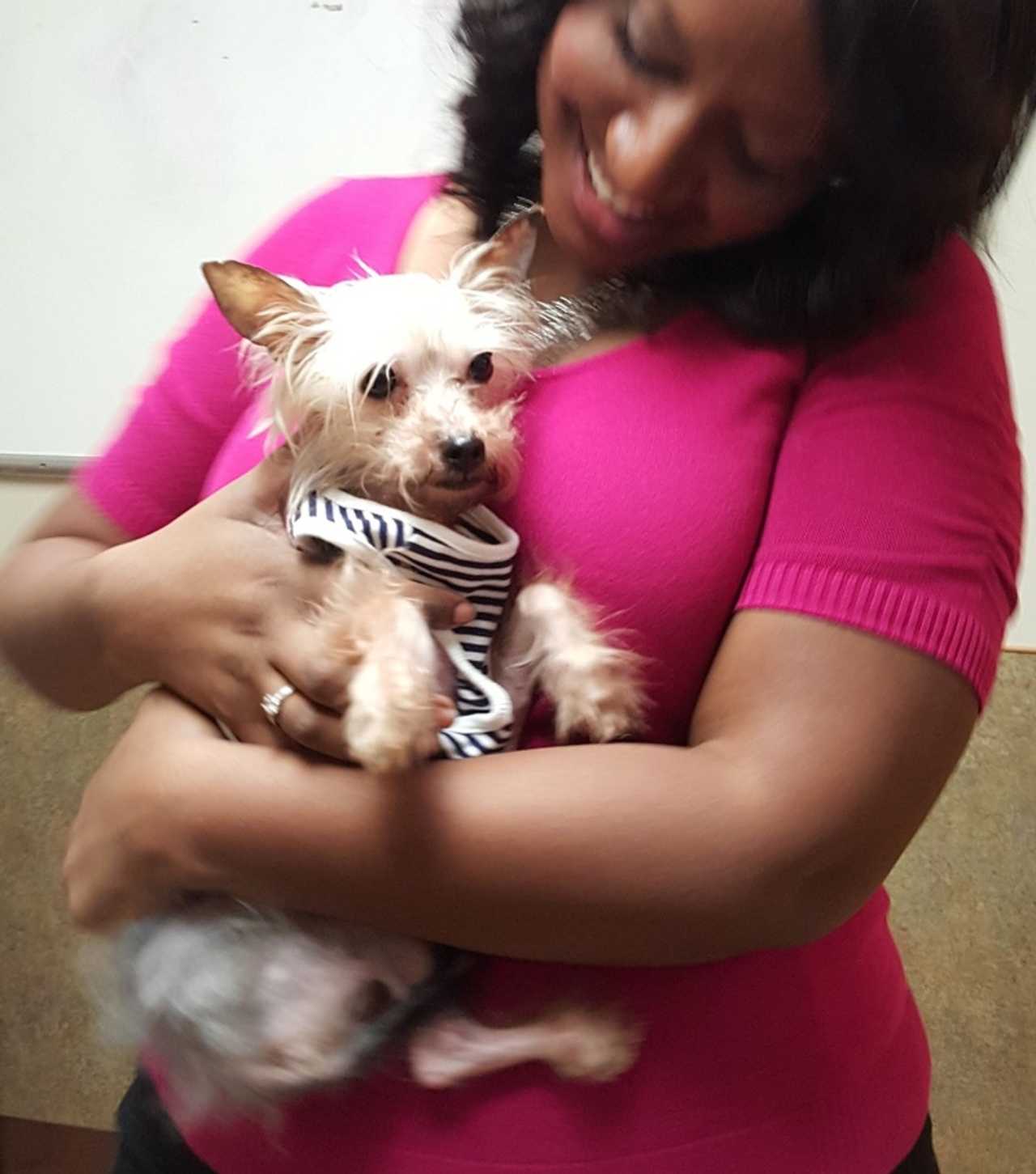 Tenafly Rescue Organization Raises 15G For Abused Yorkie In Week