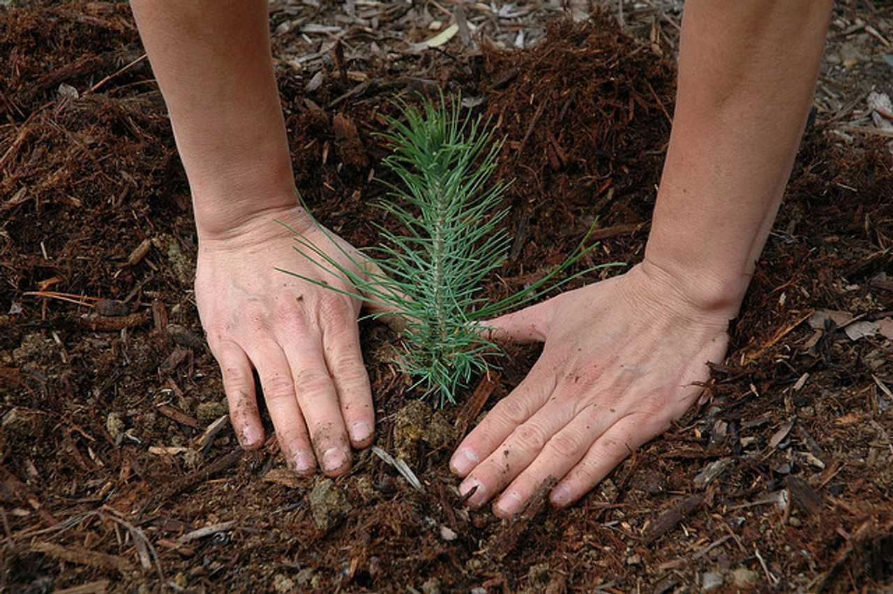 Putnam County Soil And Water District Starts Annual Tree, Seedling Sale 