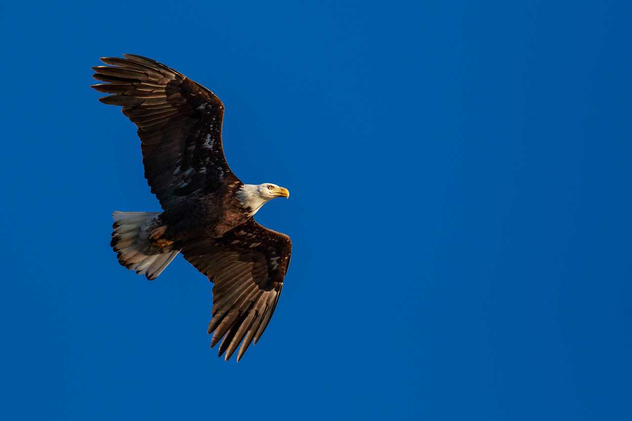 Philadelphia Eagles - Blakeway Gigapixel