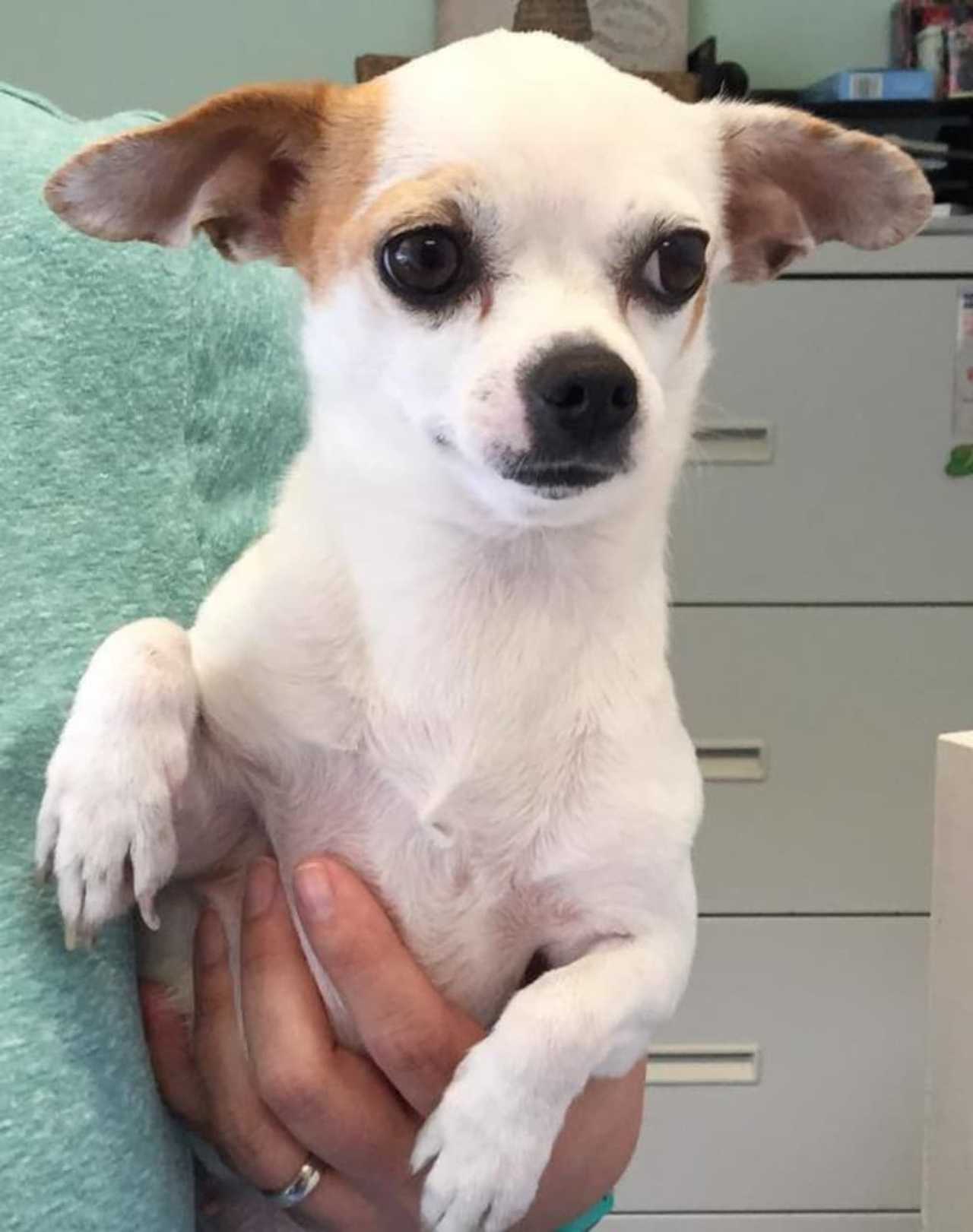 Princess Is SPCA Pet Of The Week Briarcliff Daily Voice