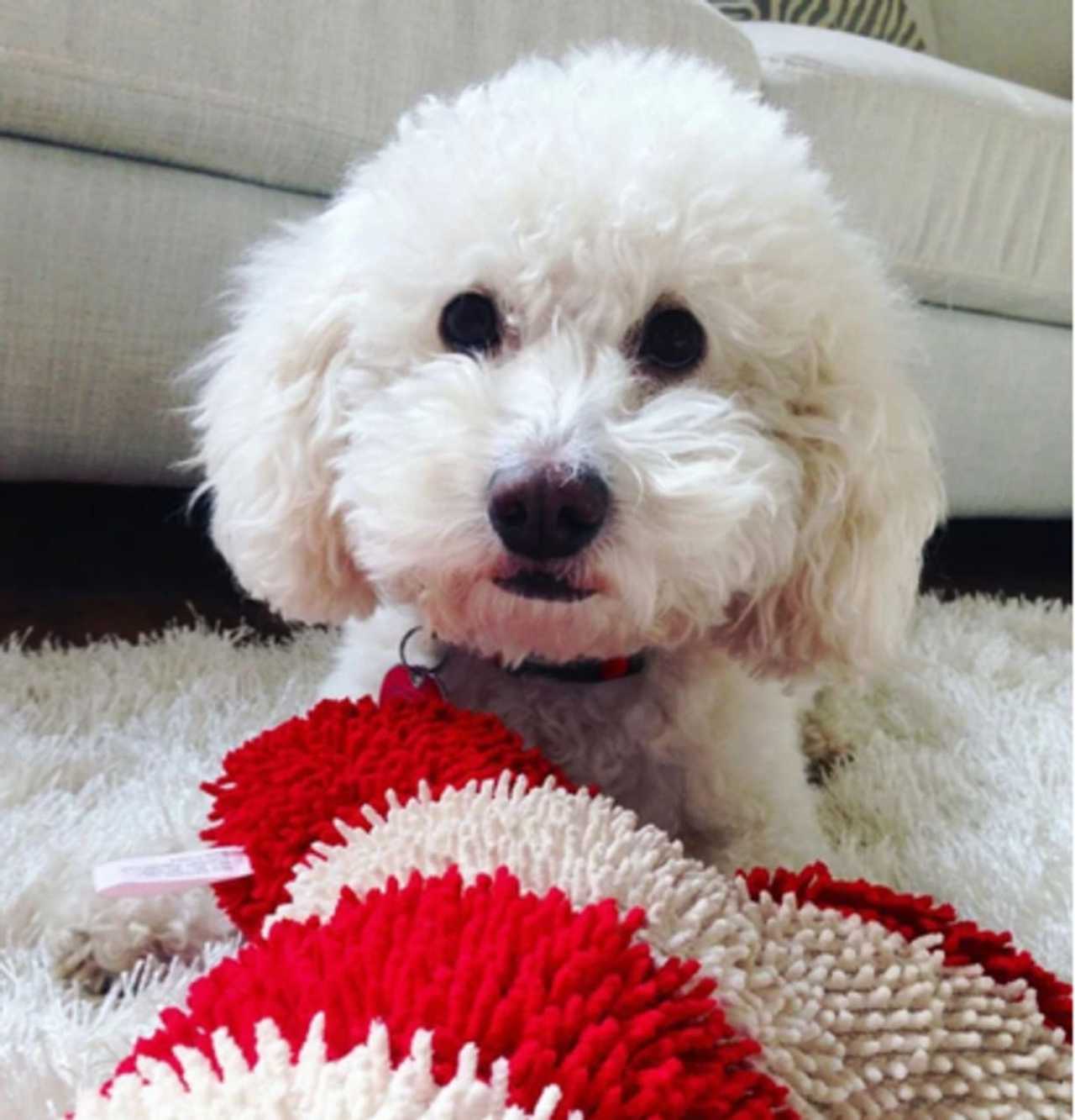 Dog Strangled To Death Leads To Felony Charges For 4 Pennsylvania