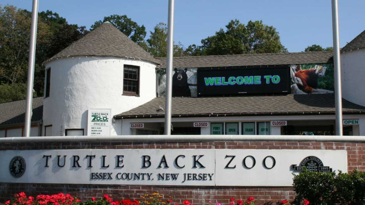 Lion At Turtle Back Zoo In West Orange Dies Report Rutherford Daily