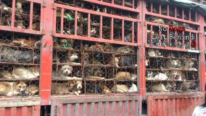 Dogs at the Chinese slaughterhouse.