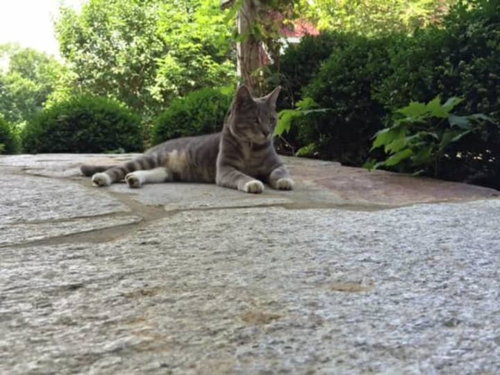 North Castle pet owners are searching for a gray and tan cat that recently went missing.