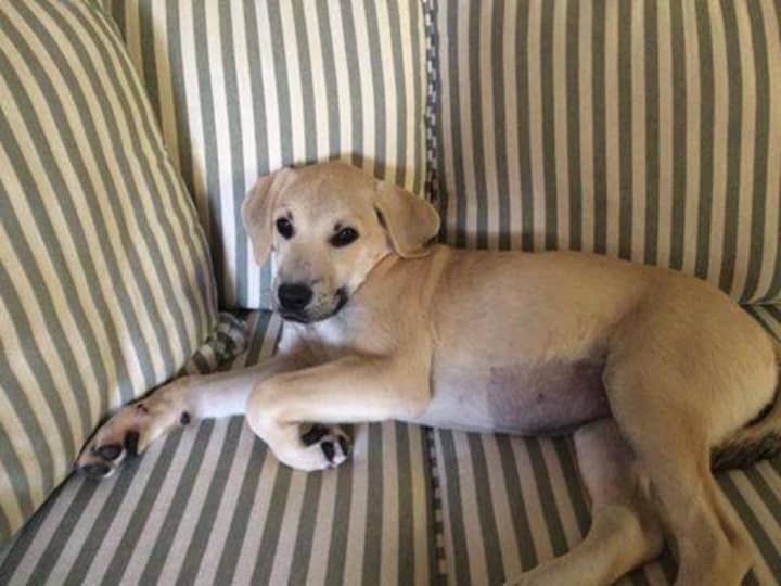 Maggie is a 6-month old puppy missing from her Bedford home since late last week.