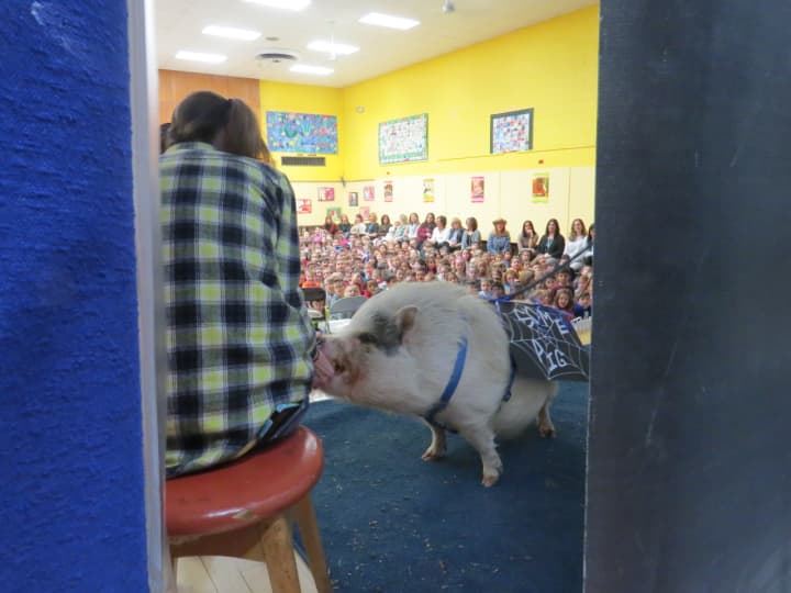 Mohansic Elementary School in Yorktown Heights hosted an unusual guest earlier this January -- a 170-pound pot belly pig.