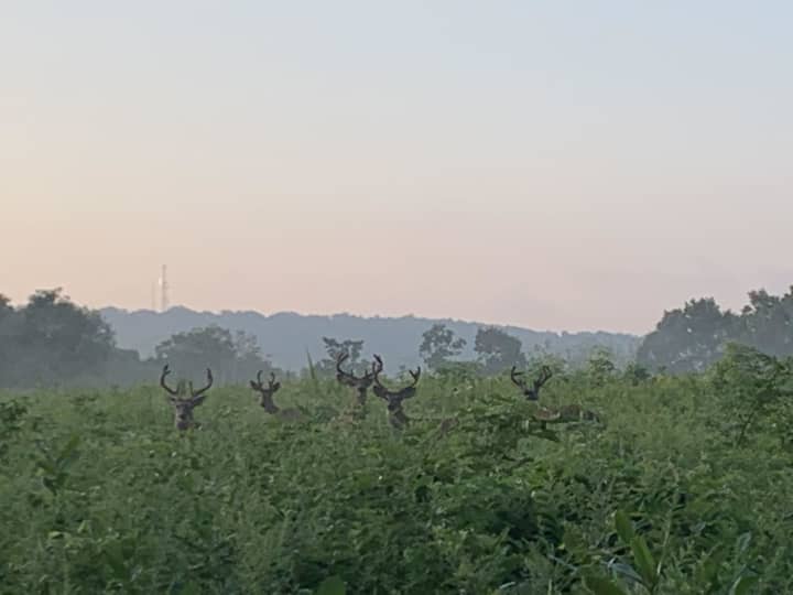 Several bucks have been spotted in the Hudson Valley.